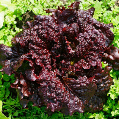Red Lettuce Salad Bowl Seeds for Planting – Heirloom Non-GMO Organic Garden Seeds – Tender, Colorful Leafy Greens