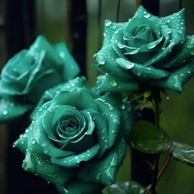 Scottish Green Rose Flower Seeds for Planting – Heirloom, Non-GMO, High Germination, Organic Garden Seeds