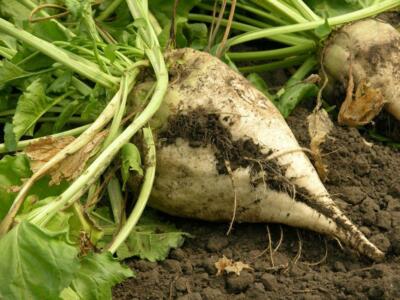 Cream Beetroot Vegetable Seeds for Planting – Heirloom & Non-GMO Seeds for Light-Colored, Earthy Roots