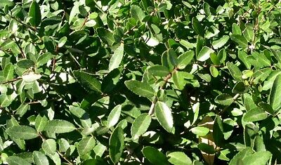 Green Yaupon Seeds for Planting – Heirloom & Non-GMO Herb Seeds for Caffeine-Rich Herbal Tea Gardens