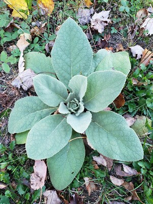 Green Verbascum Thapsus Flower Seeds for Planting – Heirloom Non-GMO, High Germination Organic Garden Seeds