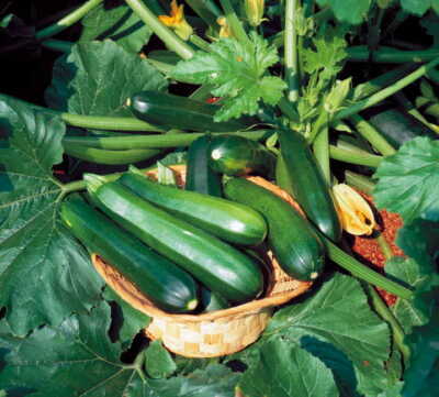 ActrovaX Green Zucchini Squash Seeds for Planting – Heirloom & Non-GMO Vegetable Seeds for High-Yield Gardens