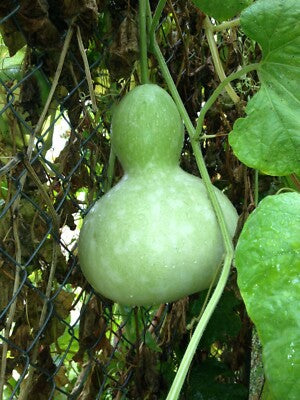 Green Birdhouse Gourd Vegetable Seeds for Planting – Heirloom & Non-GMO Seeds for Ornamental Craft Gourds