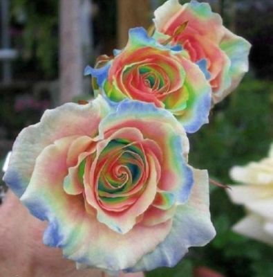 White Rainbow Potted Rose Seeds for Planting – Heirloom Non-GMO High Germination Organic Garden Seeds