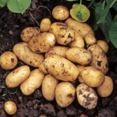 Yellow Potato Seeds for Planting – Heirloom Non-GMO Nutritious Root Vegetable Seeds with High Germination for Organic Gardens
