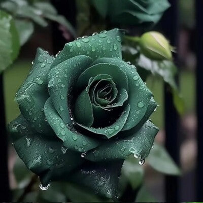 Scottish Green Rose Flower Seeds for Planting – Heirloom, Non-GMO, High Germination, Organic Garden Seeds