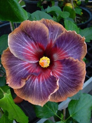 Black Rainbow Hibiscus Flower Seeds – Heirloom, Non-GMO, High Germination Organic Garden Seeds for Planting