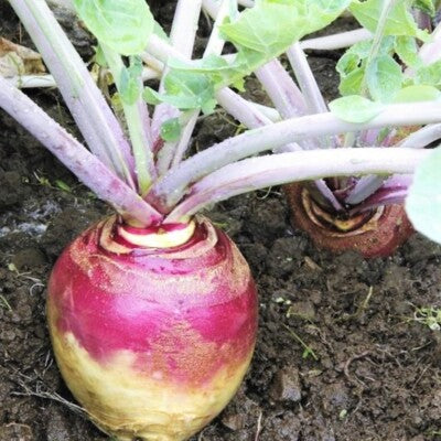 Purple Rutabaga Vegetable Seeds for Planting – Heirloom & Non-GMO Root Vegetable Seeds for Cool-Season Gardens
