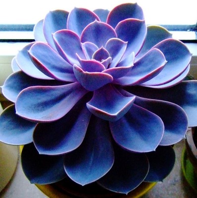 Blue Purple Succulent Flower Seeds – Long Bloom Season, Heirloom & Non-GMO Seeds for Home Garden