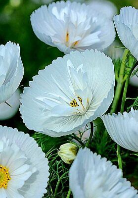 Cupcakes White Cosmos Flower Seeds (Cosmos bipinnatus) – Heirloom, Non-GMO Elegant Blooms for Garden Planting