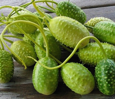 West Indian Gherkin Cucumber Seeds for Planting – Heirloom, Non-GMO, Spiny Pickling Vegetable – High Germination