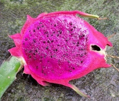 Purple Pitaya Fruit Seeds – Heirloom, Non-GMO Seeds for Vibrant Colorful Garden Planting