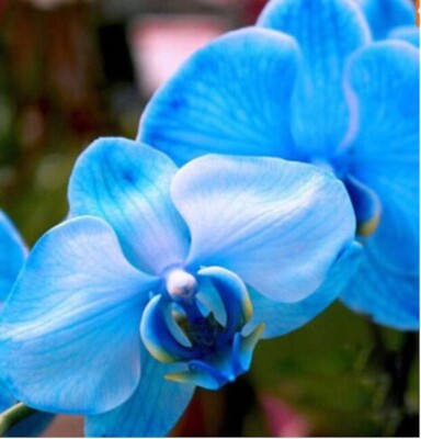 Sky Blue Orchid Flower Seeds for Planting – Heirloom, Non-GMO, High Germination Organic Garden Seeds for Seasonal Exotic Blooms