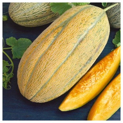 Banana Cantaloupe fruit seeds for planting – Heirloom & Non-GMO garden seeds, sweet summer melon variety