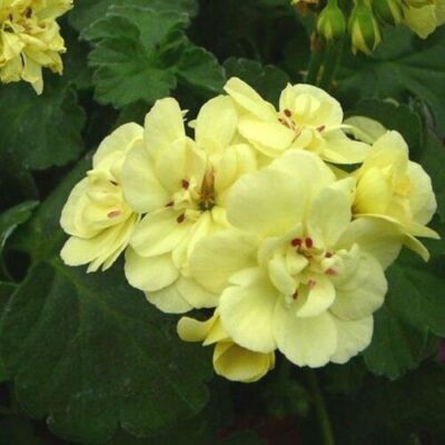 Geranium Pelargonium Yellow Flower Seeds for Planting – Heirloom, Non-GMO, High Germination Organic Garden Seeds