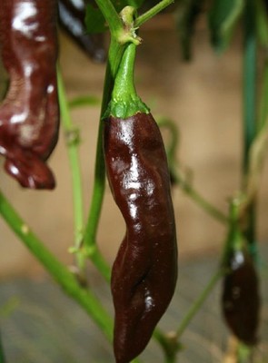 Thick Brown Chili Seeds for Planting – Heirloom, Non-GMO, Spicy Pepper – Organic Garden Seeds