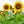 Yellow Sunflower Perennial Flower Seeds for Planting - Heirloom, Non-GMO, High Germination Organic Garden Seeds