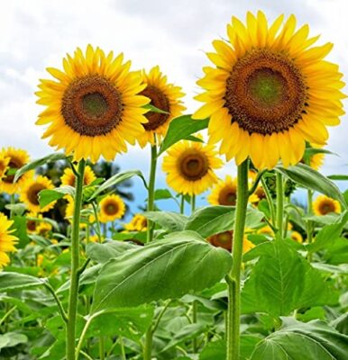 Yellow Sunflower Perennial Flower Seeds for Planting - Heirloom, Non-GMO, High Germination Organic Garden Seeds