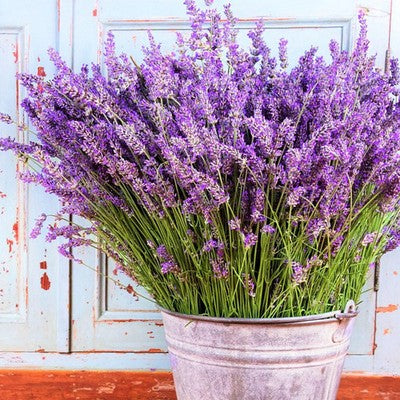 French Lavender Seeds for Planting – Heirloom, Non-GMO & Organic Fragrant Flower Herb for Gardens and Aromatherapy