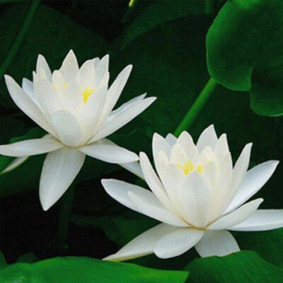 Open Mouth Bonsai Lotus Flowers Seeds for Planting - Water Lily, Easy Grow Aquatic Plant for Garden & Pond