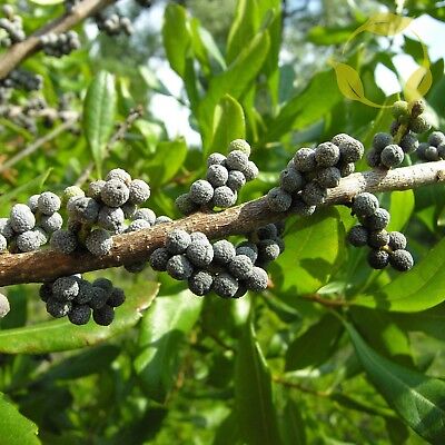 Green Wax Myrtle Plant Seeds for Planting – Heirloom, Non-GMO Herb Seeds
