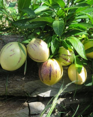 White Purple Pepino Seeds for Planting – Heirloom Non-GMO Exotic Fruit Vegetable Seeds with High Germination