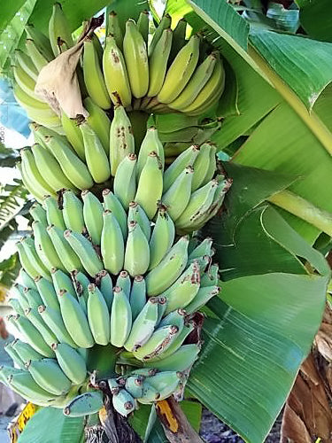 Pisang Awak Banana Fruit Seeds for Planting – Heirloom Non-GMO Dwarf Tall Fruiting Tree Seeds with High Germination