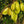 Averrhoa fruit seeds for planting – Heirloom & Non-GMO garden seeds, exotic tangy fruit trees for warm gardens