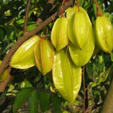 Averrhoa fruit seeds for planting – Heirloom & Non-GMO garden seeds, exotic tangy fruit trees for warm gardens