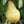 Yellow Bartlett Pear fruit seeds for planting - Heirloom & Non-GMO garden seeds for sweet orchard trees
