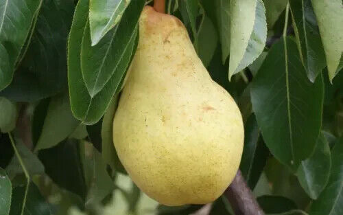 Yellow Bartlett Pear fruit seeds for planting - Heirloom & Non-GMO garden seeds for sweet orchard trees