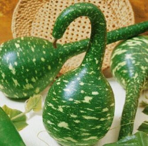 White Swan Gourd seeds for planting - Heirloom & Non-GMO decorative vegetable garden seeds