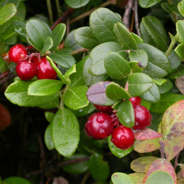 Red Vaccinium Macrocarpon fruit seeds for planting - Heirloom & Non-GMO garden seeds, tangy cranberry vines