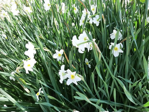 White Aubrieta Rock Cascade Flower Seeds for Planting, Heirloom Non-GMO Organic Garden Seeds