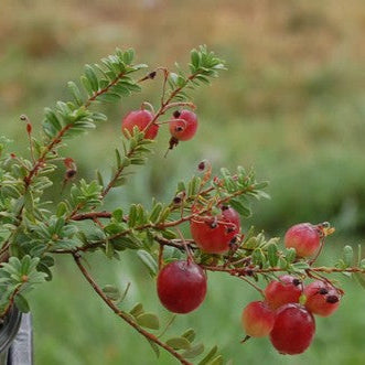 Vaccinium Macrocarpon fruit seeds for planting - Heirloom & Non-GMO Garden seeds