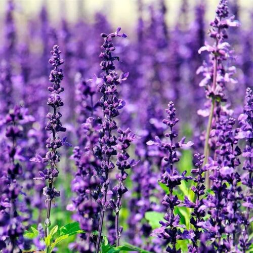 Blue Catmint Herb Seeds for Planting – Heirloom, Non-GMO, Organic Garden Seeds with High Germination