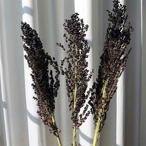 Black Amber Sorghum Herb Seeds for Planting – Heirloom, Non-GMO Premium Seeds for Robust Gardens