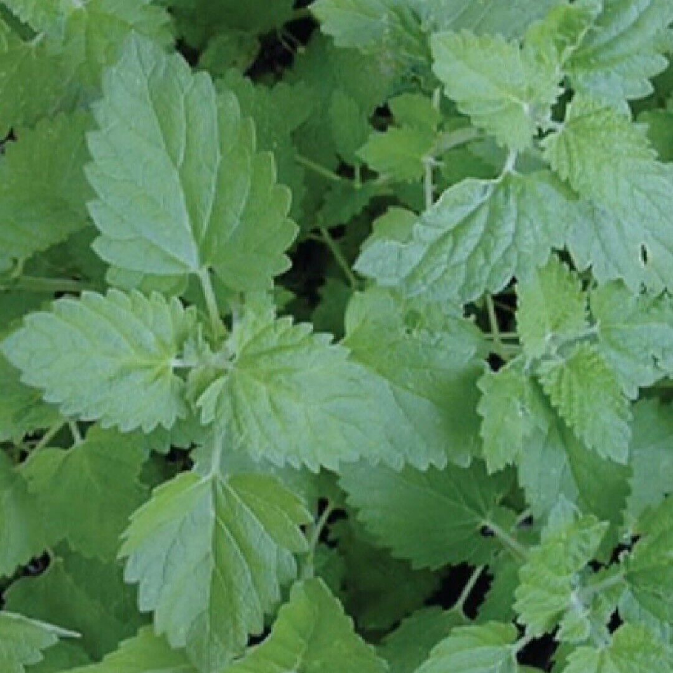 Green Cataria Herb Seeds for Planting – Heirloom, Non-GMO High-Yield Seeds for Productive Gardens