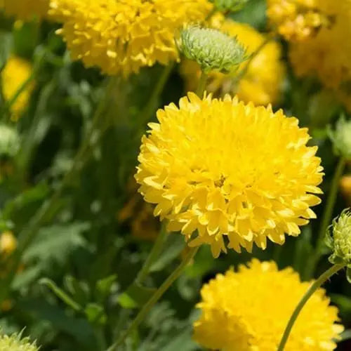 Flower Seeds, Seeds,Seeds For Planting,Plant Seeds