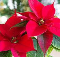 Red Poinsettia Flower Seeds for Planting - Fragrant Blooms, Heirloom, Non-GMO & High Germination Garden Seeds