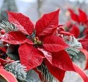 Red Poinsettia Flower Seeds for Planting - Fragrant Blooms, Heirloom, Non-GMO & High Germination Garden Seeds