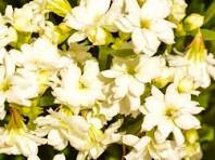 White Kalanchoe Flower Seeds for Planting - Low Maintenance, Heirloom, Non-GMO & High Germination Garden Seeds, 100pcs