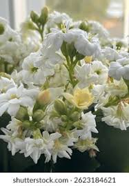 White Kalanchoe Flower Seeds for Planting - Low Maintenance, Heirloom, Non-GMO & High Germination Garden Seeds, 100pcs