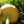 Amish Pie Squash Seeds for Planting – Heirloom, Non-GMO, Sweet Winter Vegetable – High Germination