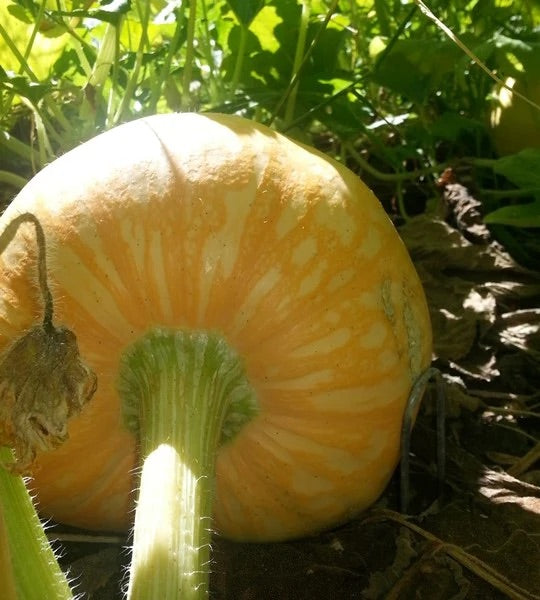 Amish Pie Squash Seeds for Planting – Heirloom, Non-GMO, Sweet Winter Vegetable – High Germination