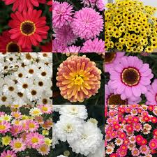 Mixed Argyranthemum Flower Seeds for Planting - Cut Flower Favorite, Heirloom, Non-GMO & High Germination Garden Seeds, 100pcs