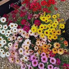 Mixed Argyranthemum Flower Seeds for Planting - Cut Flower Favorite, Heirloom, Non-GMO & High Germination Garden Seeds, 100pcs