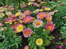 Mixed Argyranthemum Flower Seeds for Planting - Cut Flower Favorite, Heirloom, Non-GMO & High Germination Garden Seeds, 100pcs