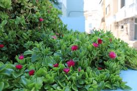 Aptenia Cordifolia Flower Seeds for Planting - Wildflower Mix, Heirloom, Non-GMO & High Germination Garden Seeds, 100pcs