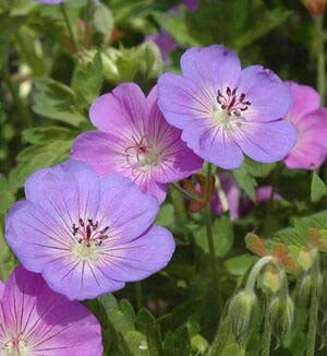 Light Purple Climbing Geranium Flower Seeds for Planting – Heirloom, Non-GMO, Hardy High Germination